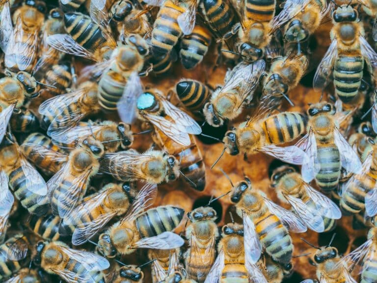 API-Gateway: Warum es für Microservices essenziell ist